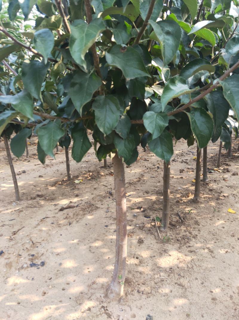 王林苹果苗河北省秦皇岛市昌黎县小海果蔬销售中心