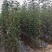 王林苹果苗河北省秦皇岛市昌黎县小海果蔬销售中心