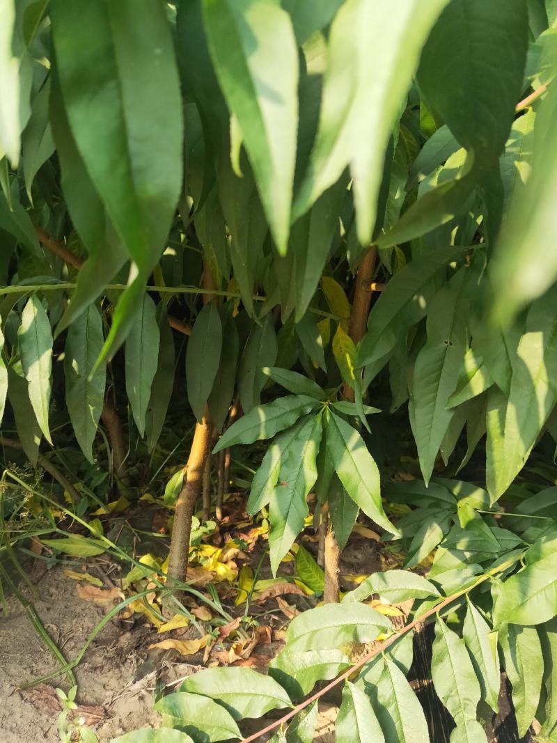 王林苹果苗河北省秦皇岛市昌黎县小海果蔬销售中心
