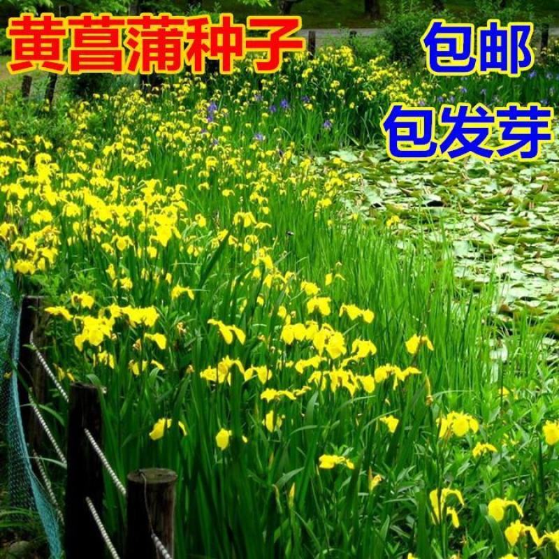 黄昌蒲种子