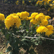 金丝黄菊花瓣，黄菊花瓣颜色好。大量批发，一手货源