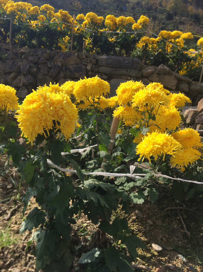 金丝黄菊花瓣，黄菊花瓣颜色好。大量批发，一手货源