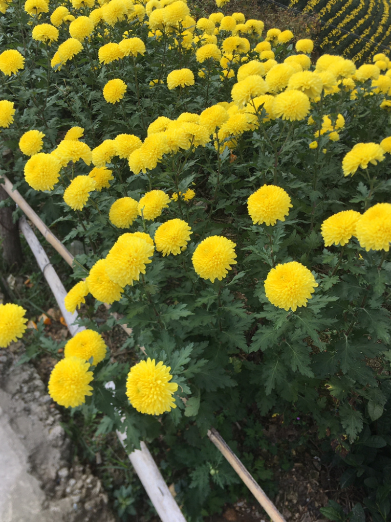 婺源黄菊苗，金丝皇菊苗，贡菊苗成活率高，品质好