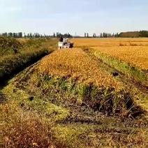 东北大米蟹田大米质量有自家农场种植