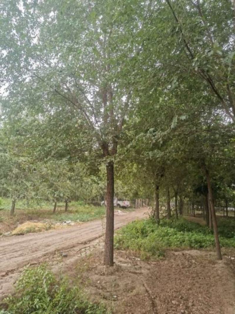 12公分榆树，15公分榆树，平头榆树，榆树价格