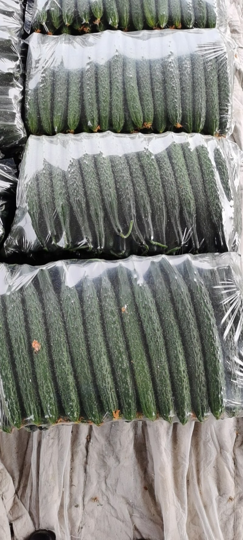 温室大棚黄瓜、黑皮密刺黄瓜绿瓤短把顶花带刺