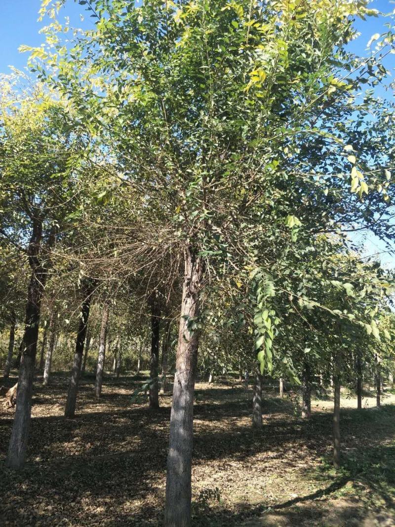 栾树，黄山栾，北栾8—15公分