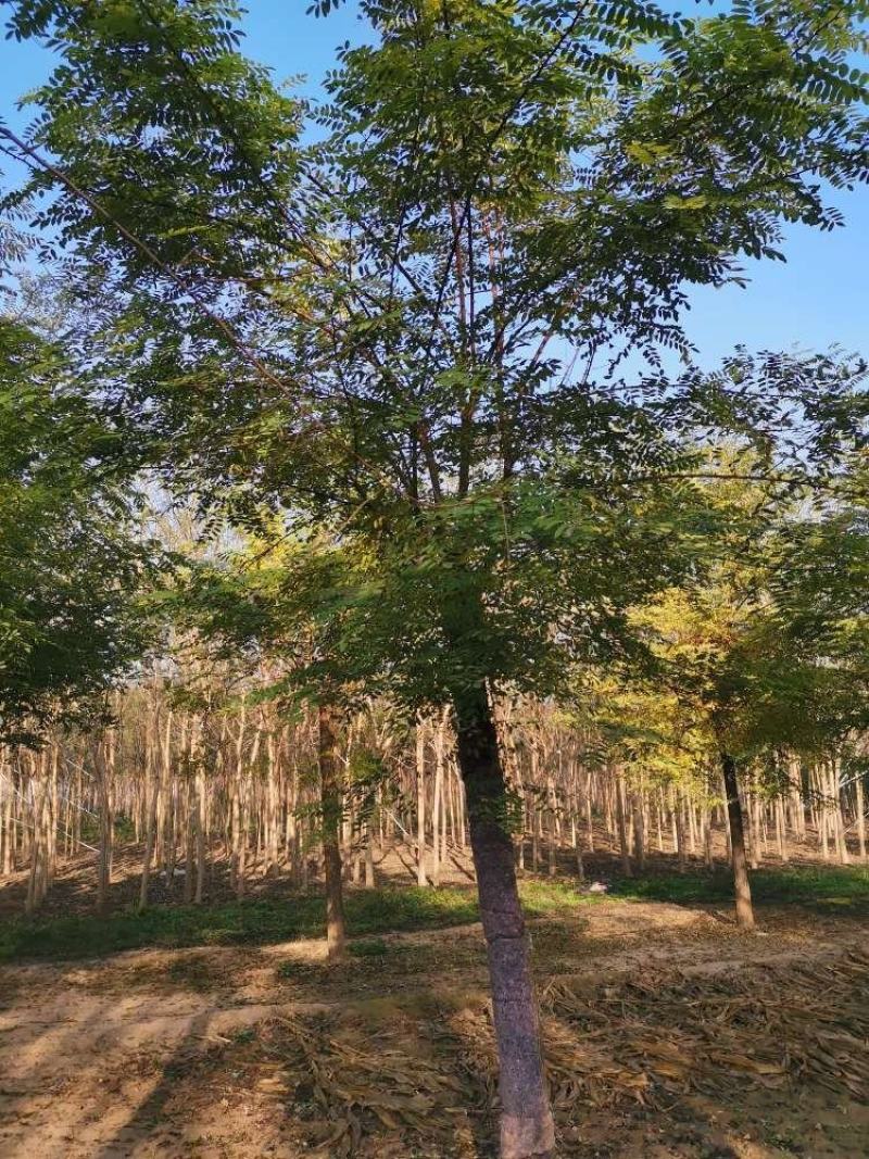 栾树，黄山栾，北栾8—15公分