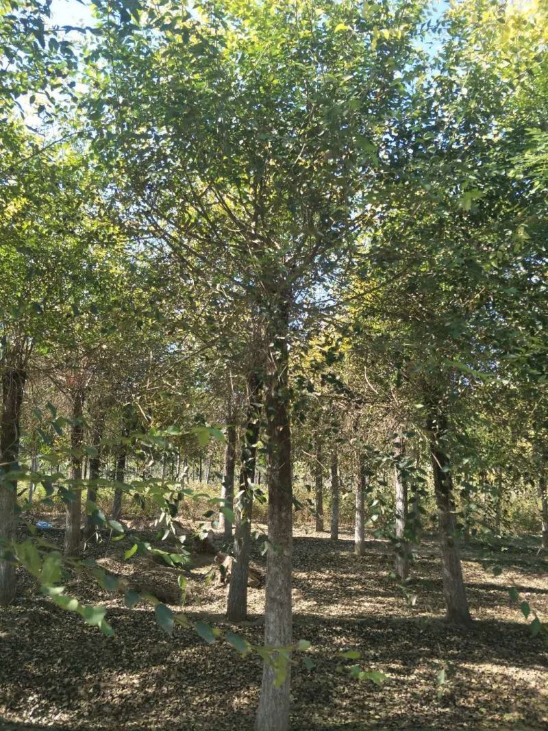 栾树，黄山栾，北栾8—15公分