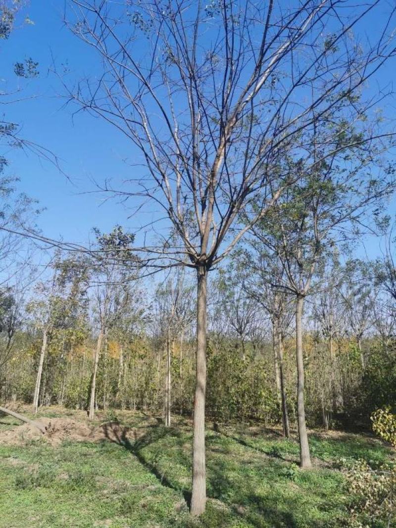 国槐，定植定杆国槐，大规格国槐