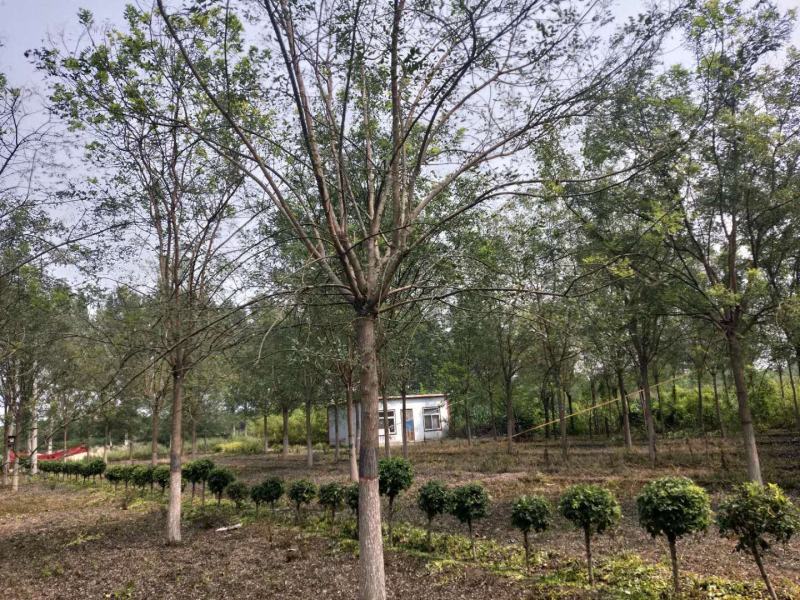 国槐，定植定杆国槐，大规格国槐
