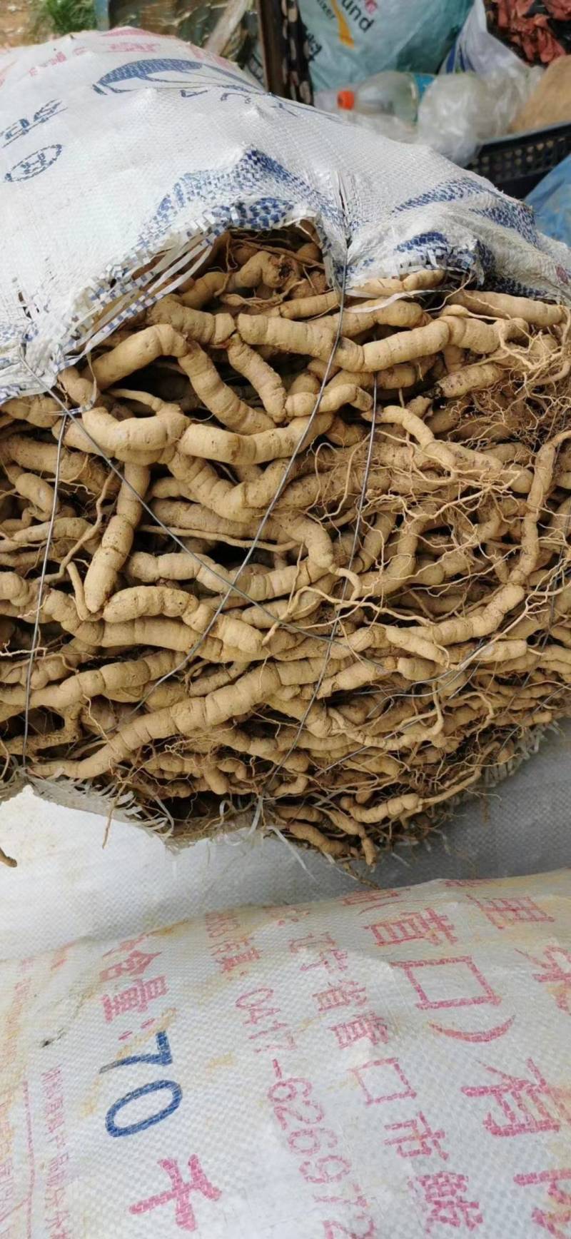 广东惠州市，10年老巴戟天