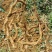 广东惠州市，10年老巴戟天
