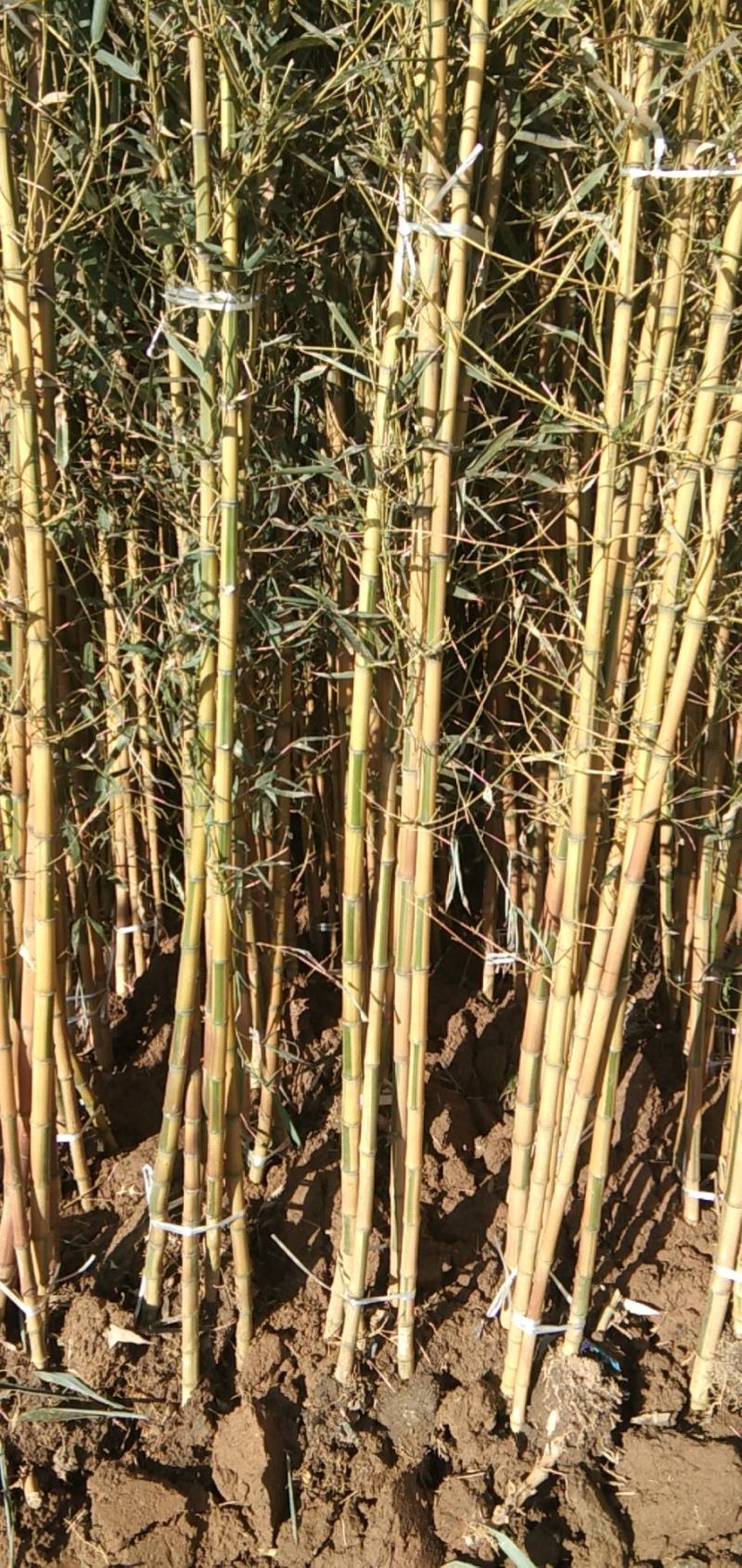 早园竹竹场直销基地1~2~3~4~5~6公分高度1~6米