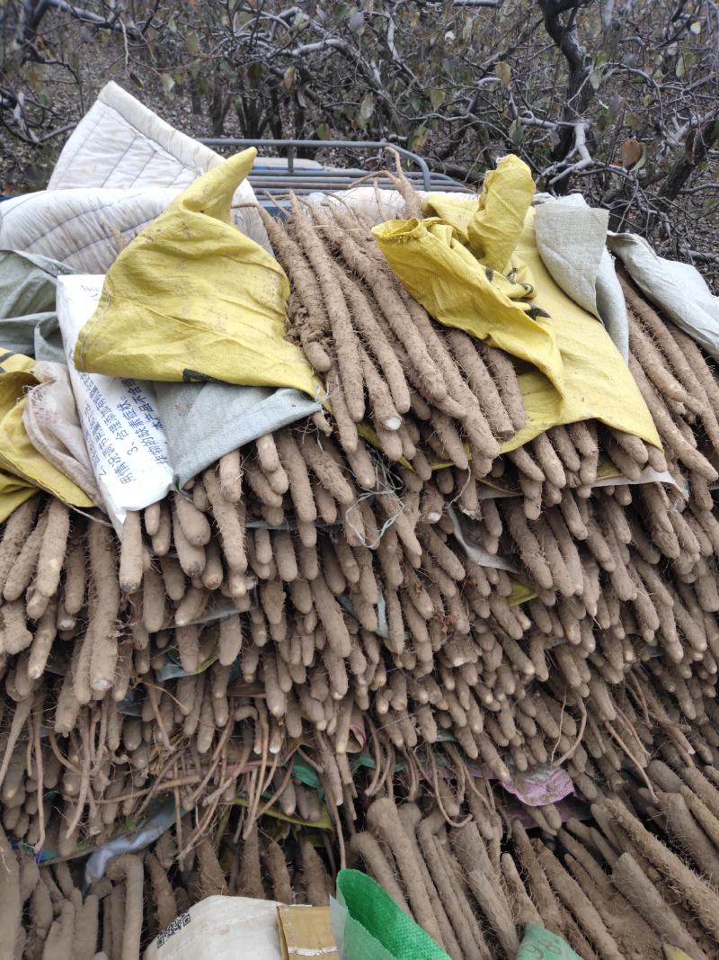 山药河北铁棍紫药口感绵甜各种规格包装全国代发