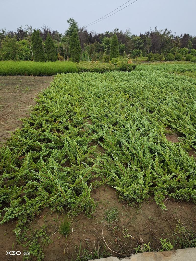 30公分以上铺地柏护坡铺地苗木铺地柏盆景制作素材易成活