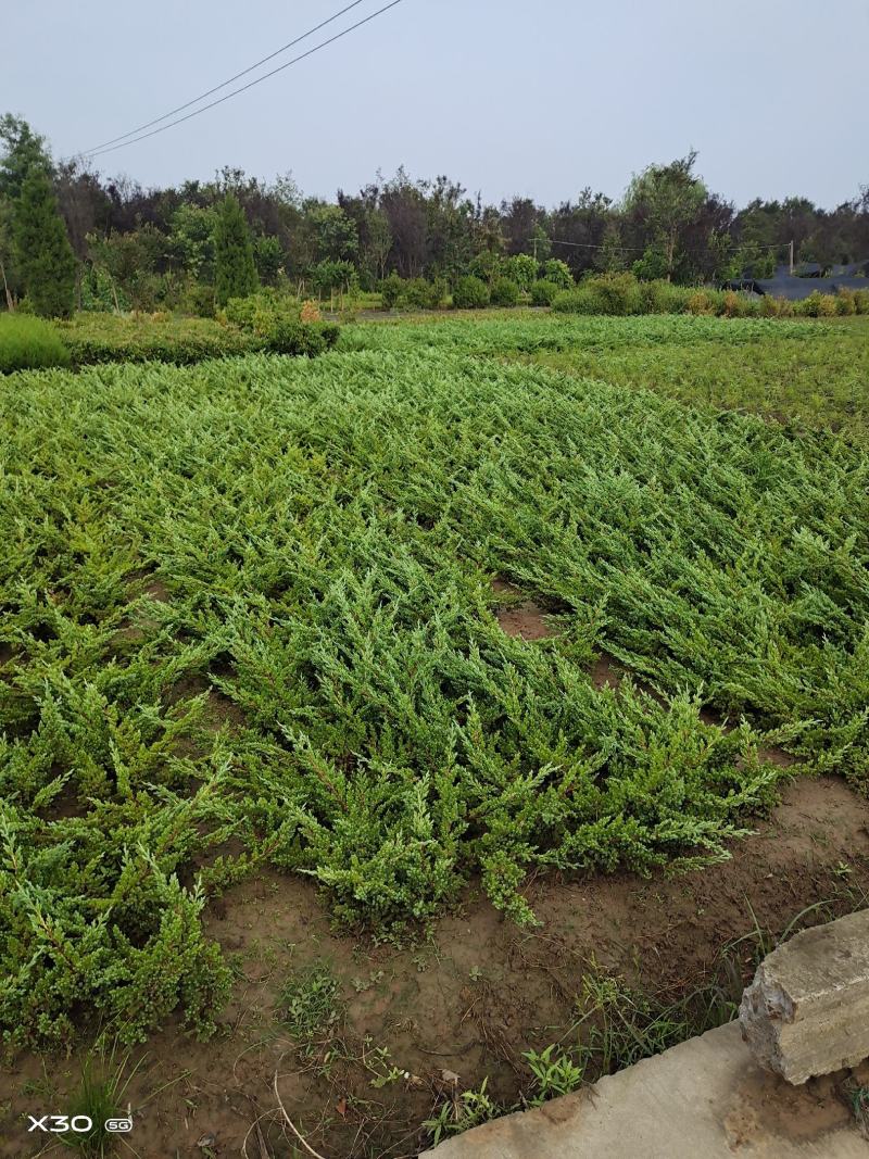 30公分以上铺地柏护坡铺地苗木铺地柏盆景制作素材易成活