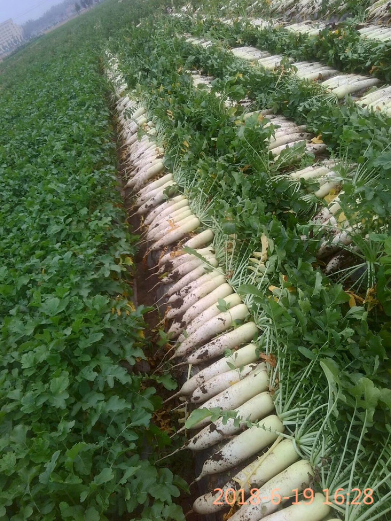 春雷萝卜大量上市需要的工厂超市速速联系