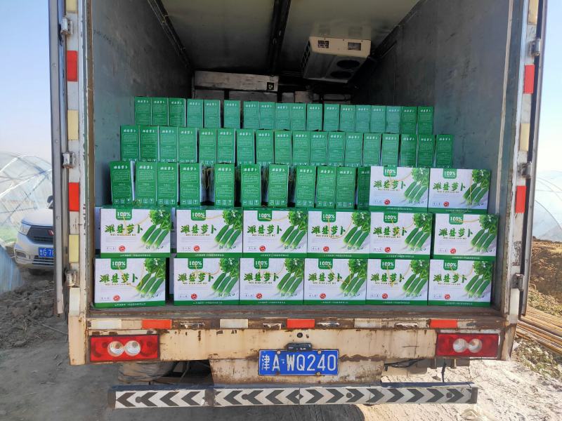 萝卜水果萝卜青萝卜潍县萝卜大量供应批发零售电商团购加工厂