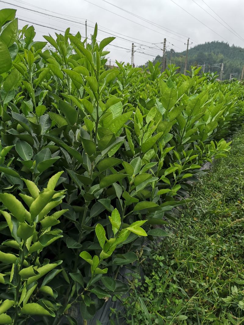 冰糖柚金兰柚雪峰柚苗，柚果汁多味甜丰产耐贮存现挖保湿