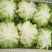 精品生菜！意大利生菜，产地直供！货源充足！欢迎订购！