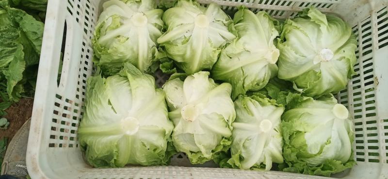 精品生菜！意大利生菜，产地直供！货源充足！欢迎订购！