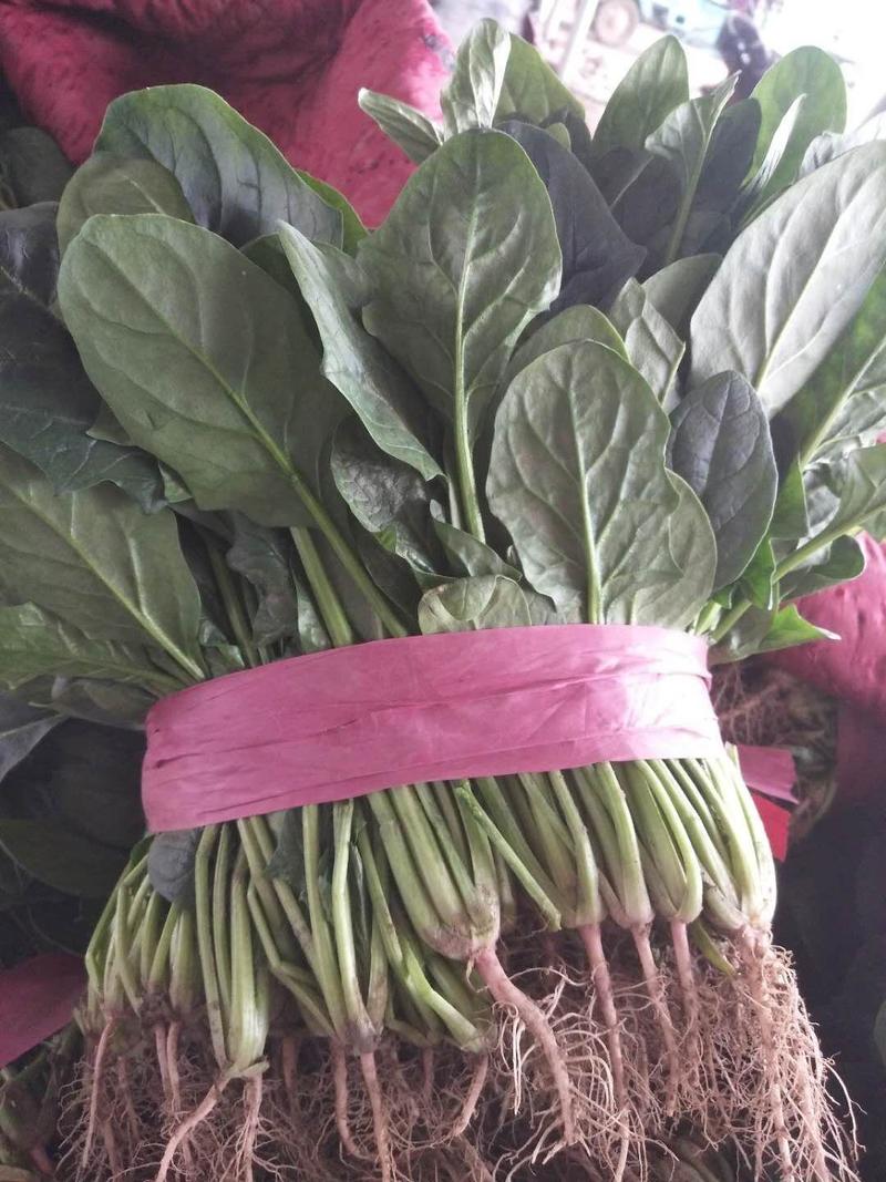 河南精品菠菜，产地直供，适合走市场发型连锁店代发全国
