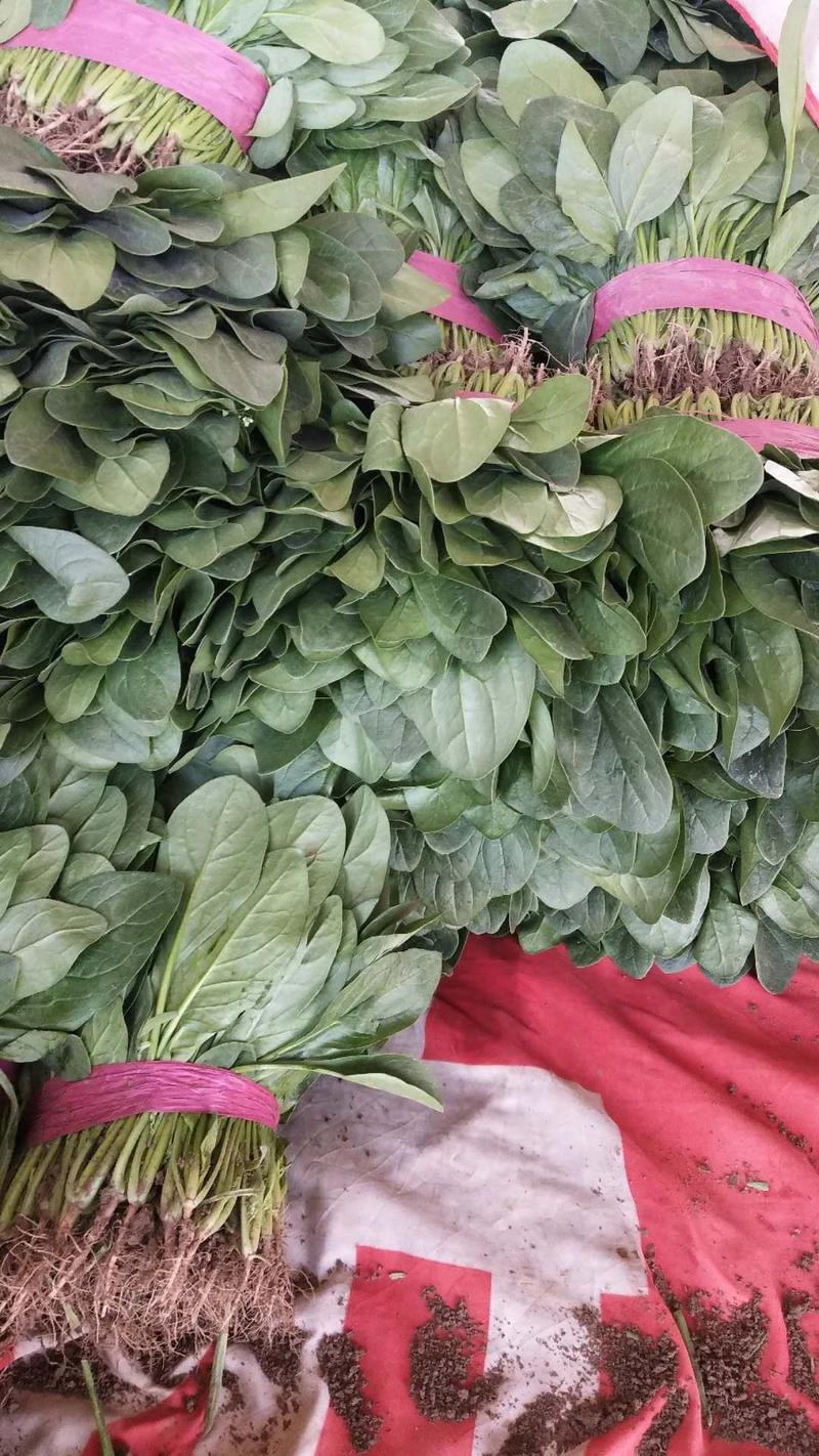 河南精品菠菜，产地直供，适合走市场发型连锁店代发全国