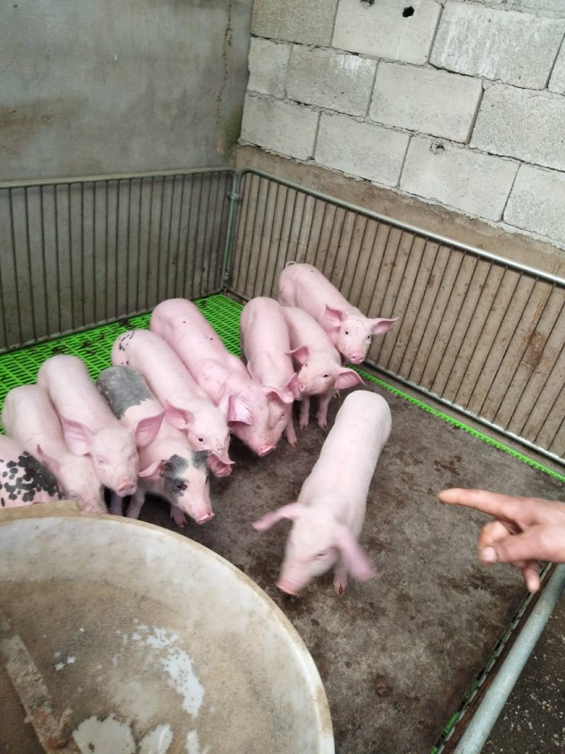湖北仔猪（便宜了）大型猪厂出猪，品种齐全，防疫完善，