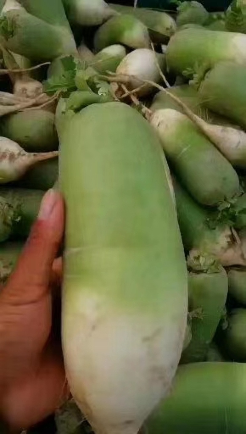 河南通许精品萝卜大量上市，产地直销，价格美丽，欢迎订购