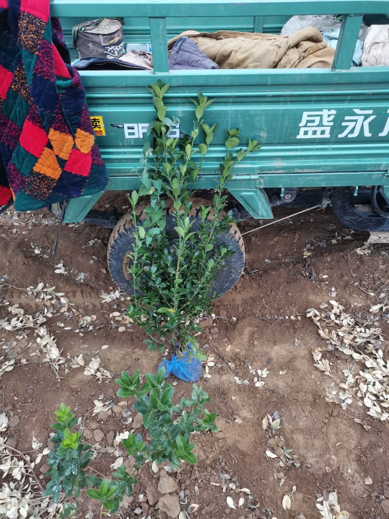 大叶黄杨苗冬青树绿篱四季可栽冠幅大成活率高