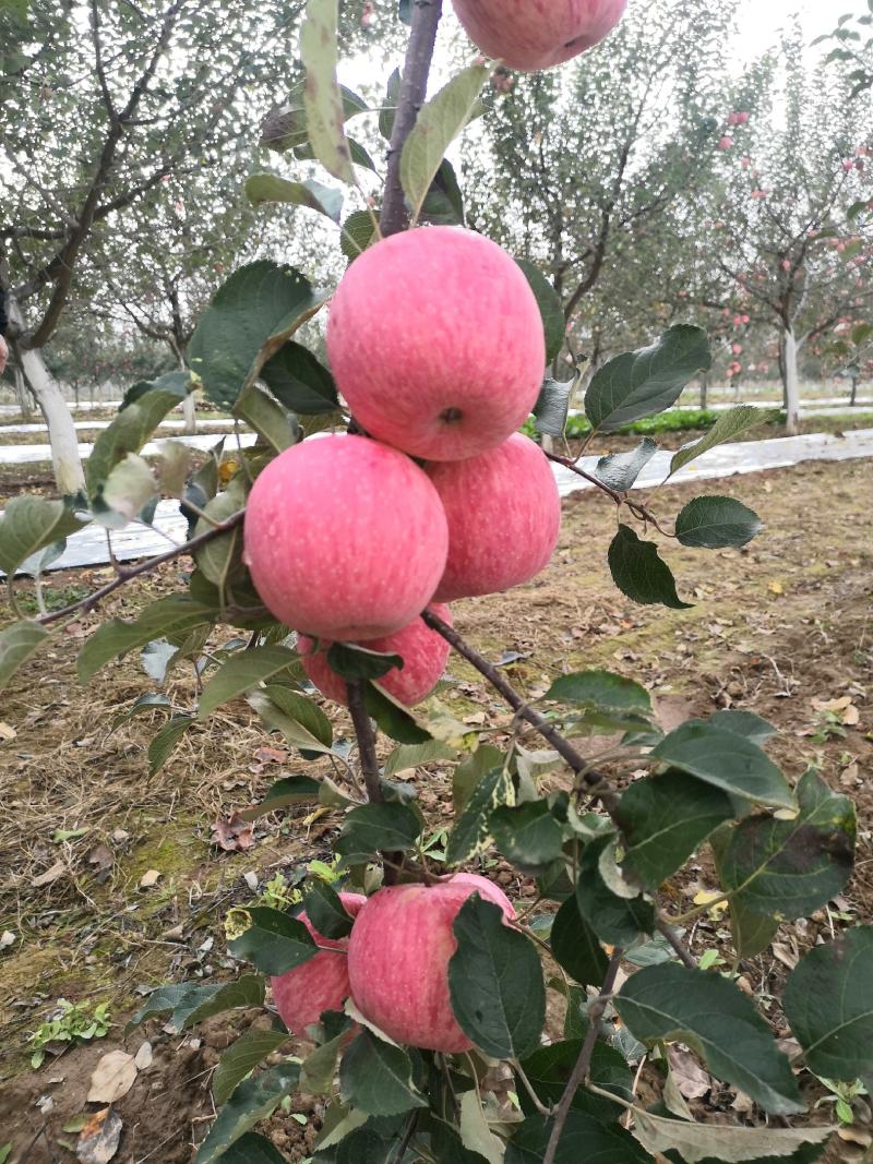 甘肃庆阳红富士苹果