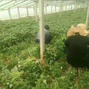 红薯苗，脱毒红薯苗，保证质量诚信第一