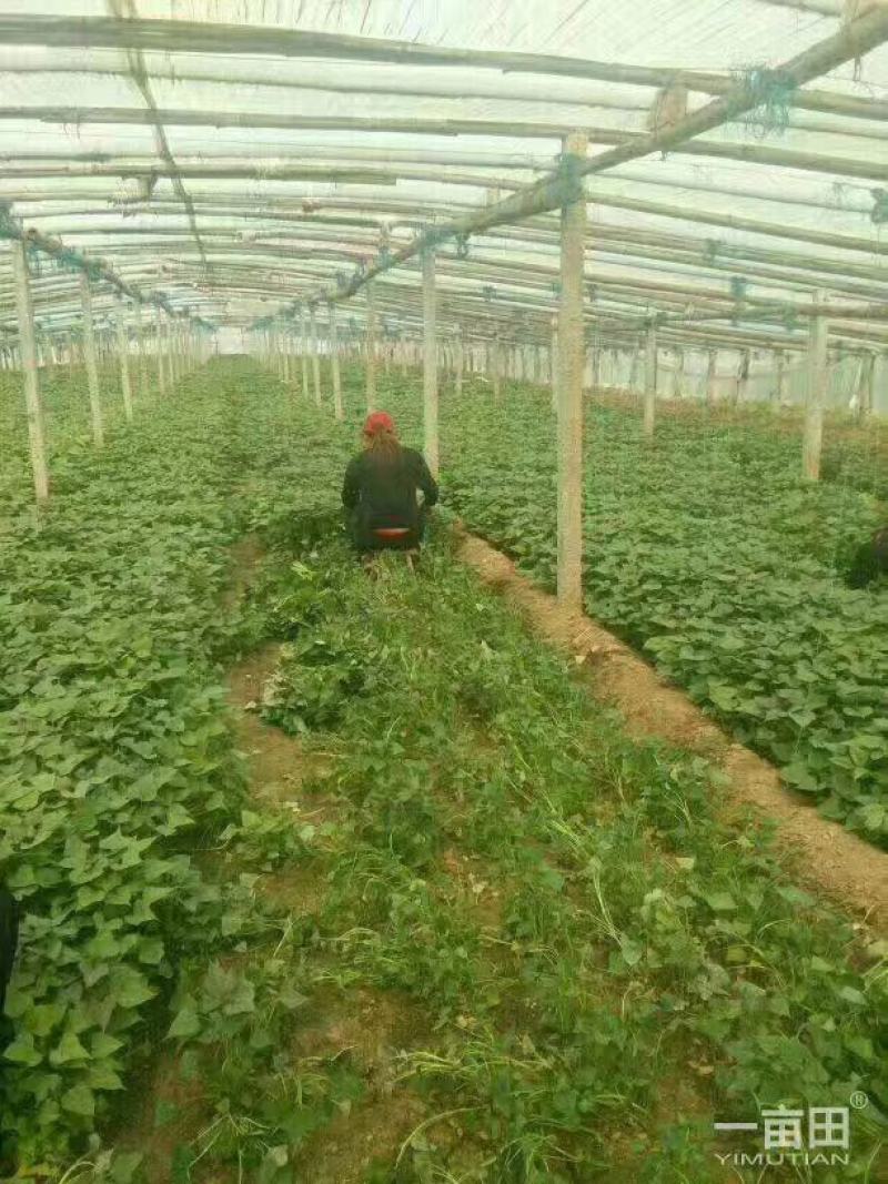 红薯苗，脱毒红薯苗，保证质量诚信第一