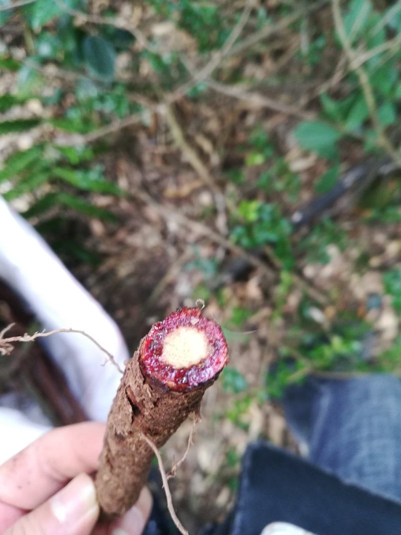 大血藤血藤红血藤野生