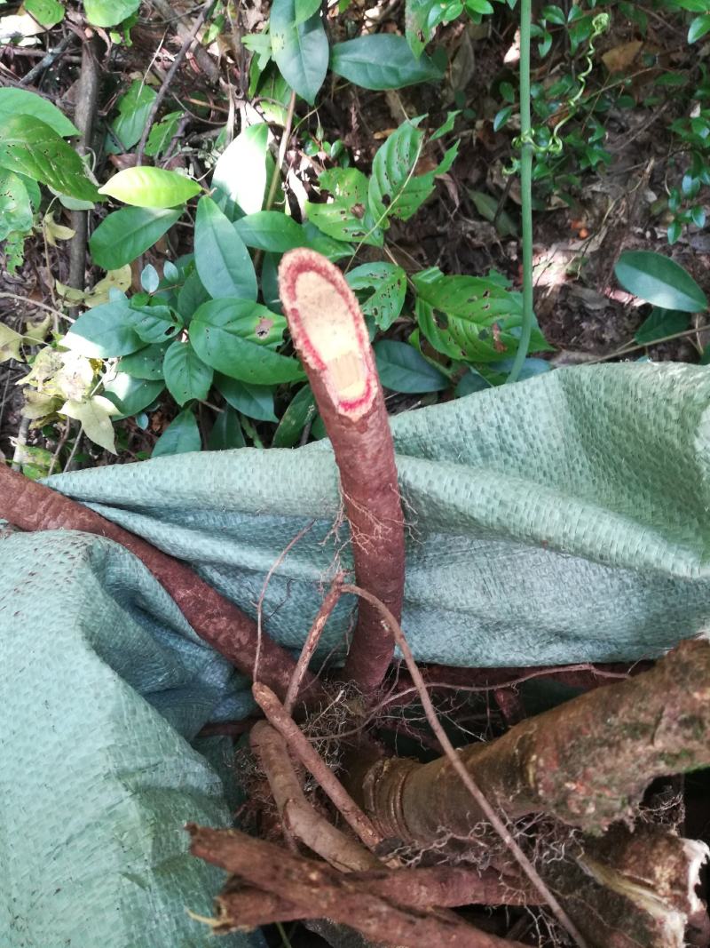 大血藤血藤红血藤野生