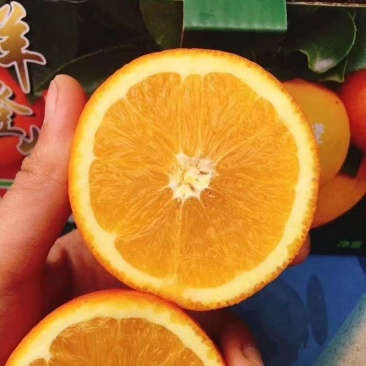 A级早熟脐橙/口感纯正/皮毛细腻/水分充足/火红色味甜