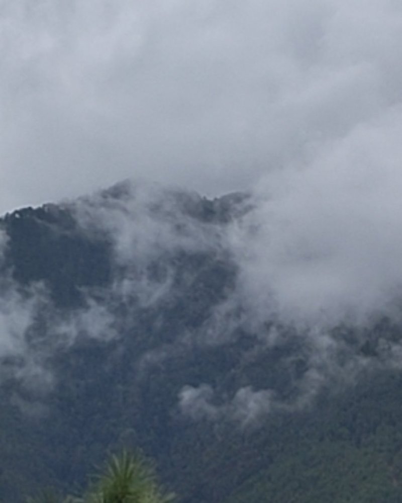 高原土蜂蜜海拔在2500左右