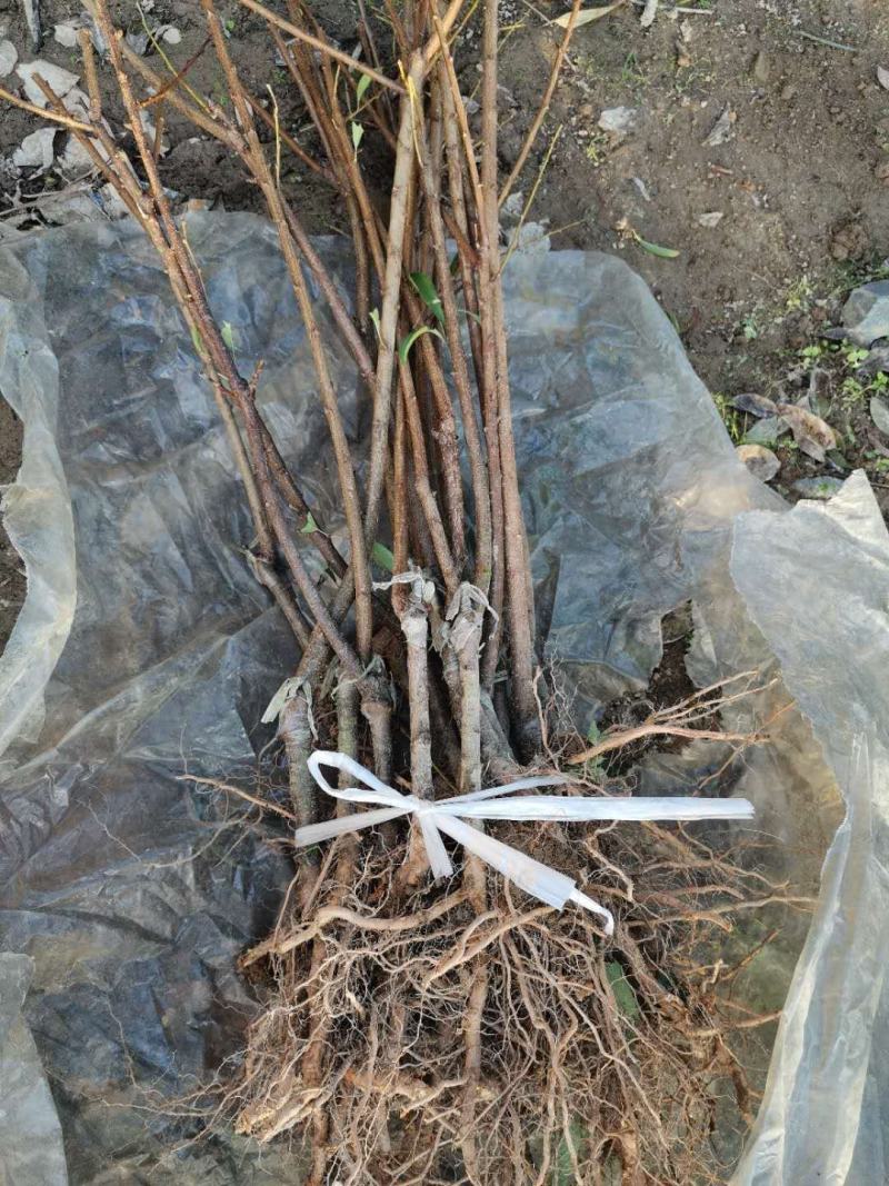 西梅李蓝蜜李苗丰产味甜耐贮存基地现挖现保湿