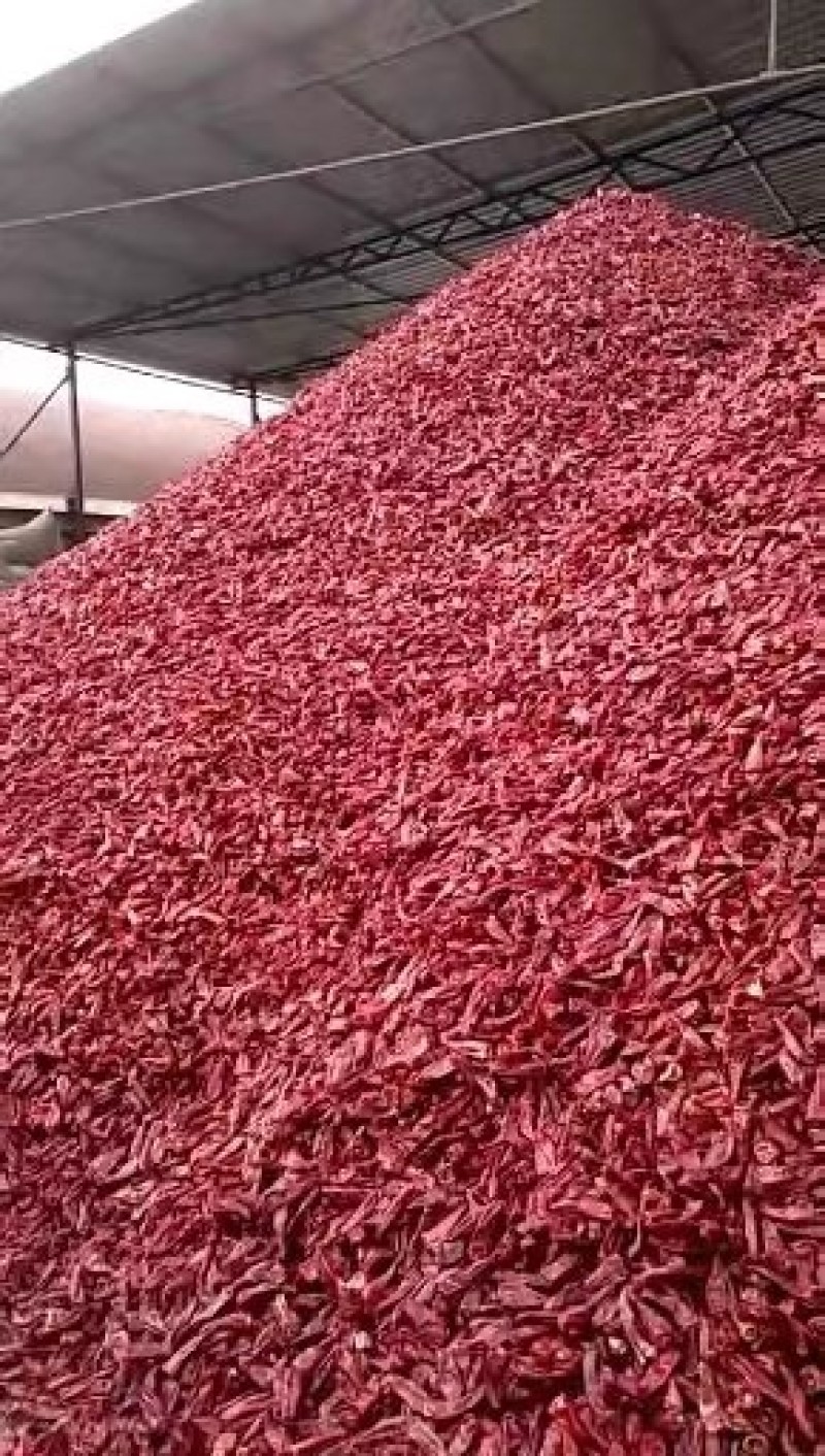 山西忻州北京红板椒色素椒打粉出口干辣椒大量上市了