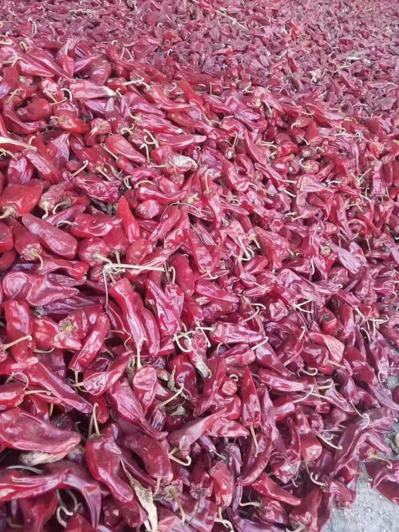山西忻州北京红板椒色素椒打粉出口干辣椒大量上市了