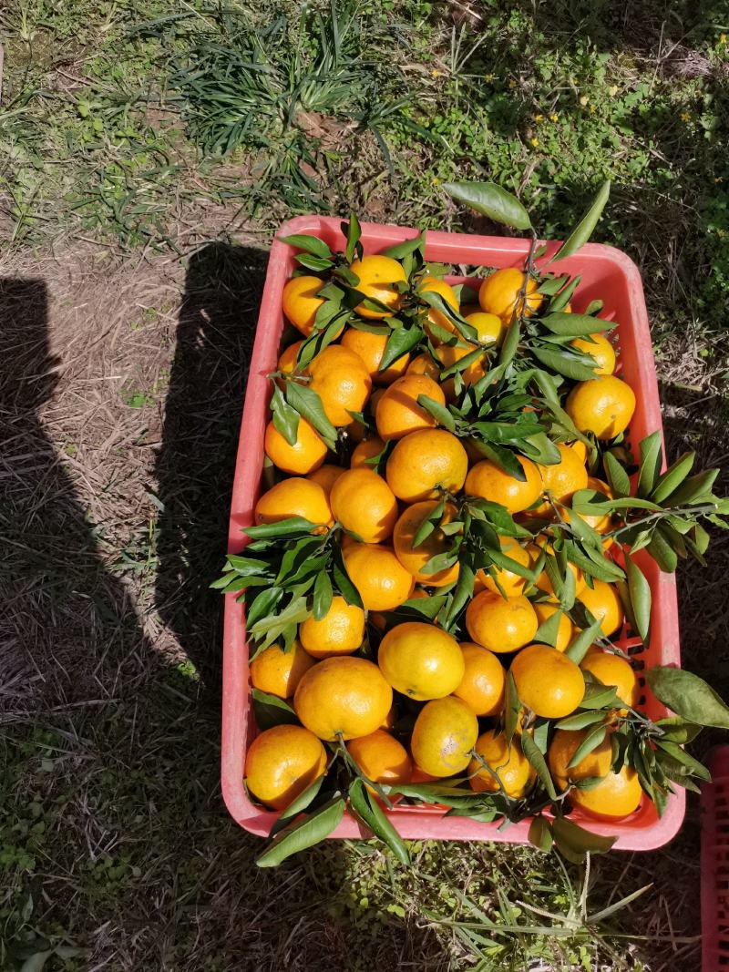 湖北早熟蜜橘小叶果/高山种植甘甜可口产地一手好货等您来电