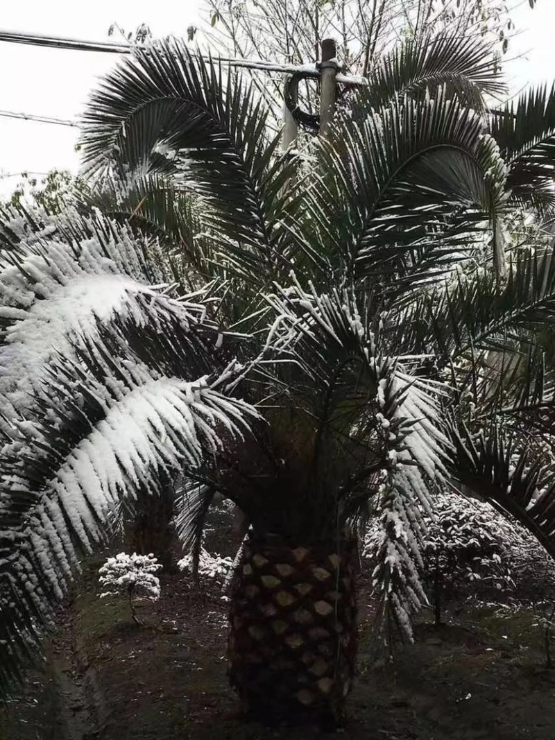 棕榈树🌴耐寒苗木！加拿利海枣中东海枣银海枣老人葵华棕等