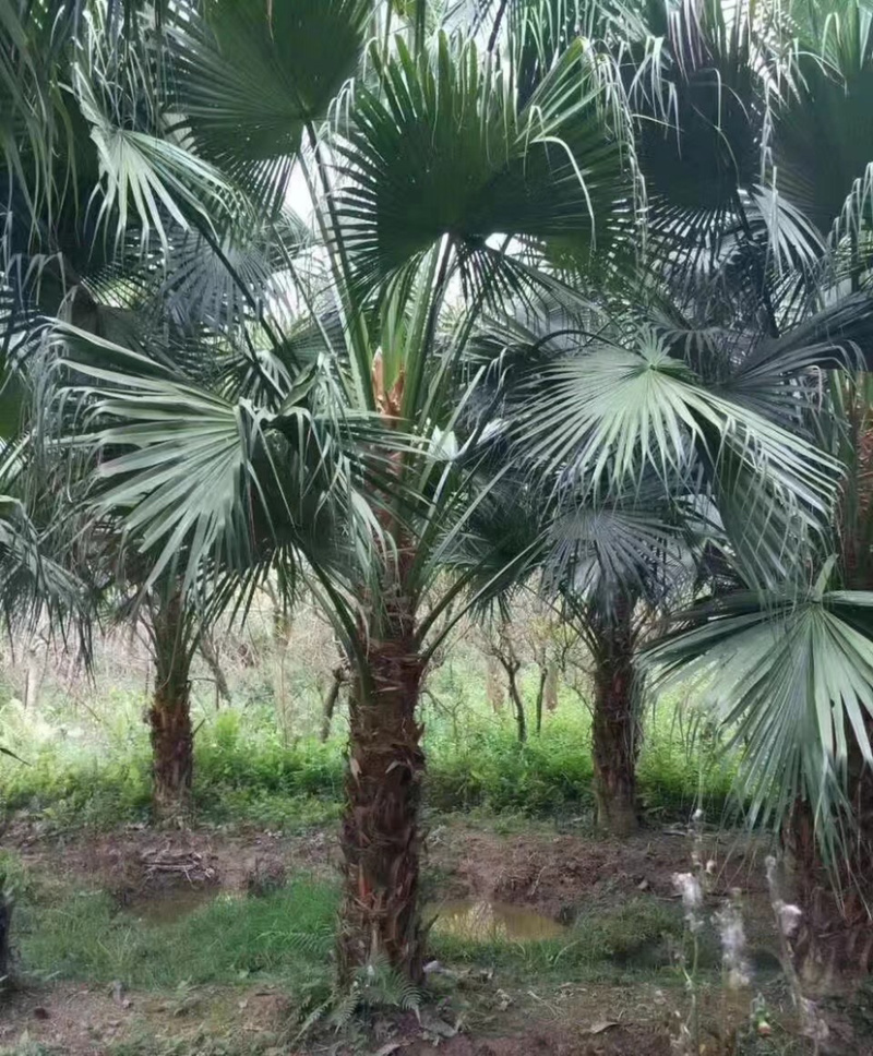 棕榈树🌴耐寒苗木！加拿利海枣中东海枣银海枣老人葵华棕等