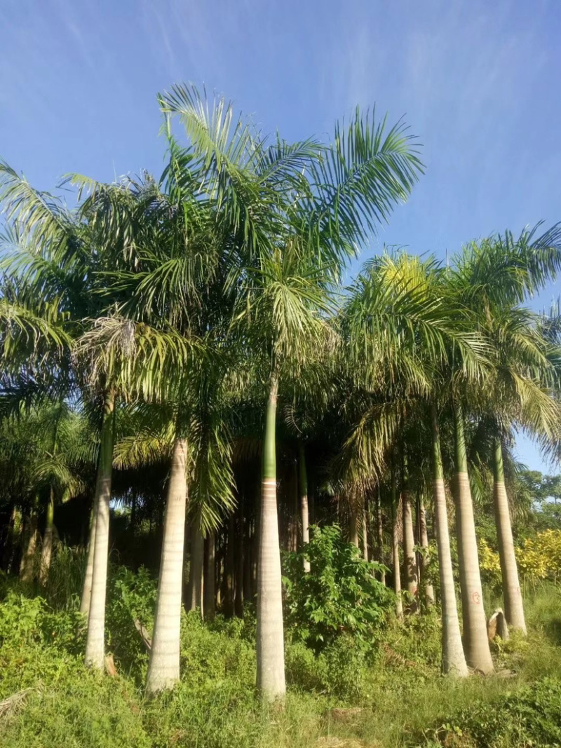 棕榈树🌴耐寒苗木！加拿利海枣中东海枣银海枣老人葵华棕等