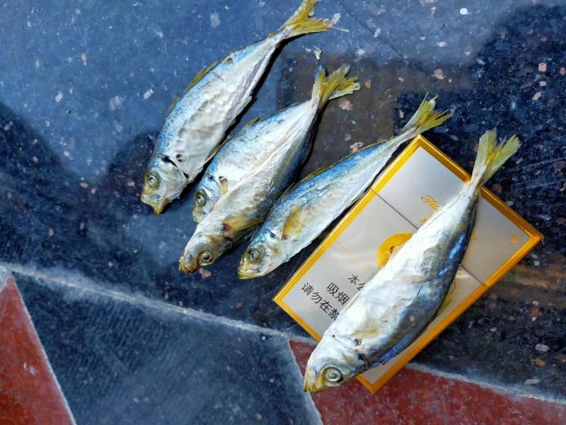 黄尾巴浪鱼烤鱼干淡干漂亮海鱼小孩孕妇即食