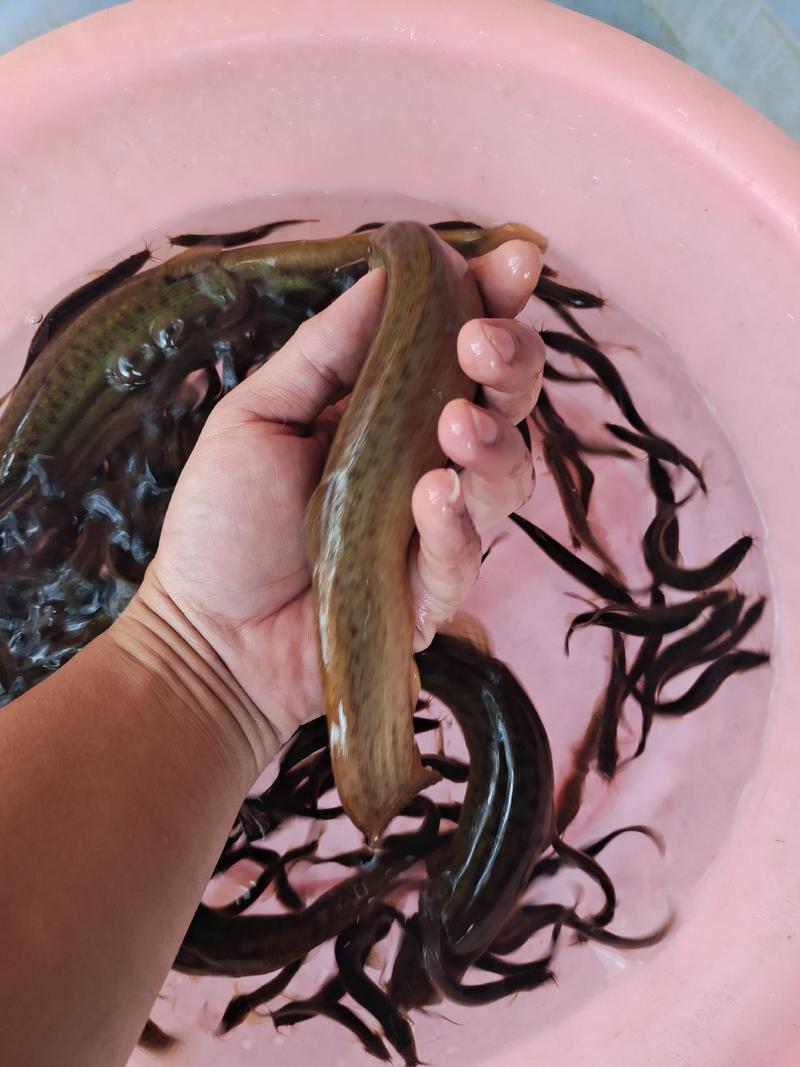 泥鳅苗，台湾金鳅优质苗种快大好养，技术指导养殖规划提供