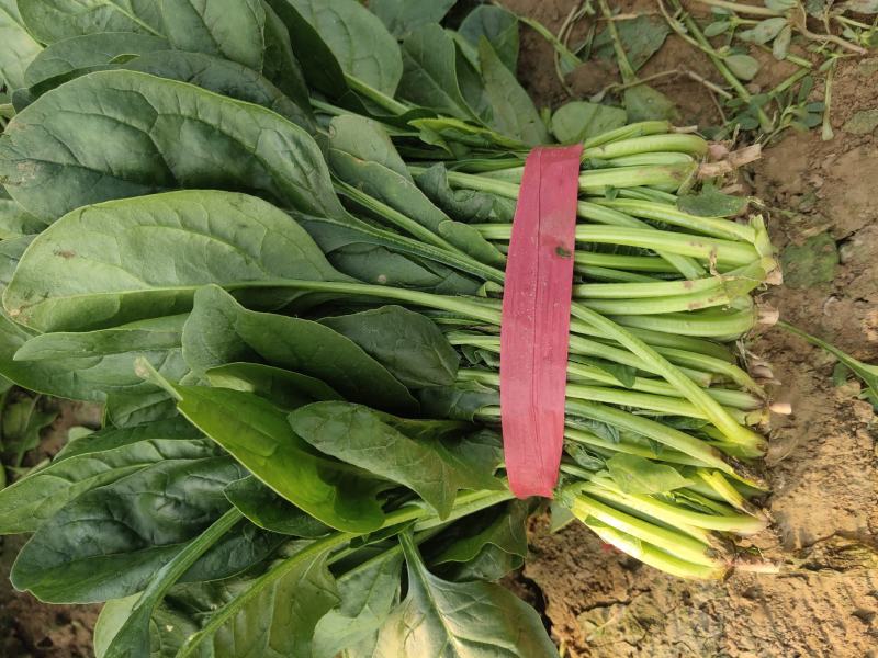 万亩菠菜26-30公分，实力代收请放心选择量大从优