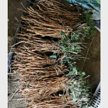 防己苗，药典粉防己子育大苗小苗一手批发供应带多年技术指导