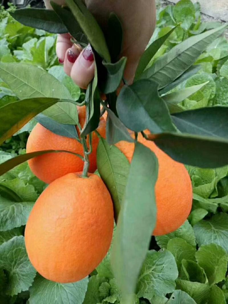 个大纯甜纽荷尔脐橙秭归脐橙长红产地直销专业代办代发